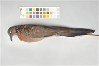 藏品(斑頸鳩)的圖片